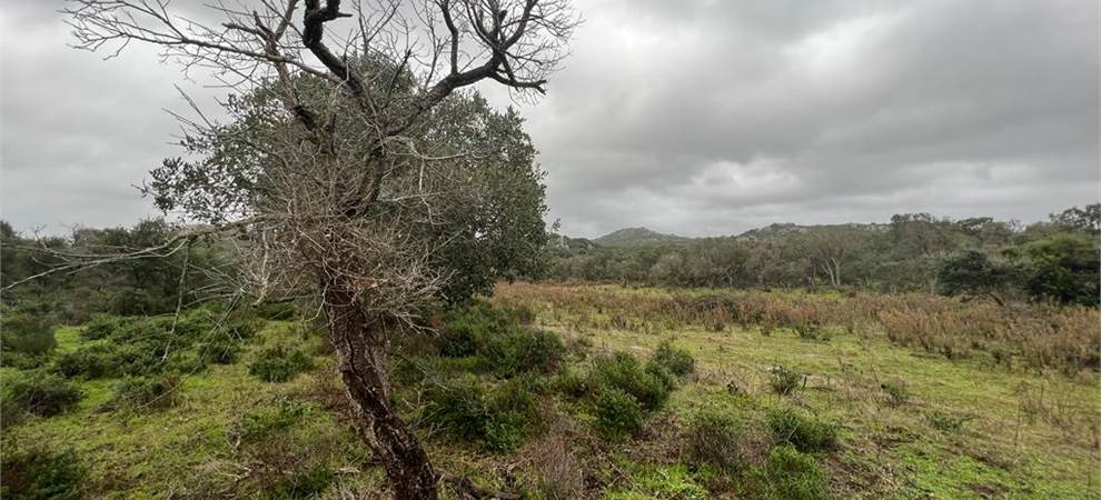 Foto annuncio
